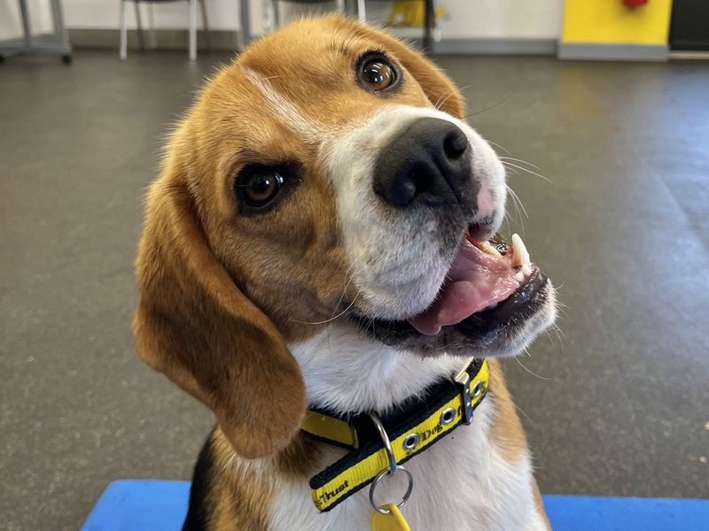 Cooper - Image 2 of 2