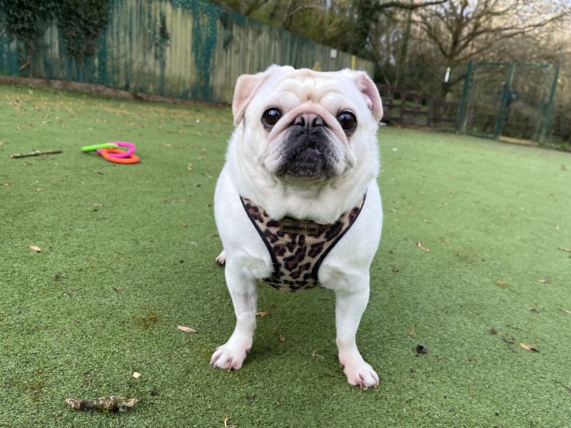 Pearl | Pug | Ilfracombe - 2