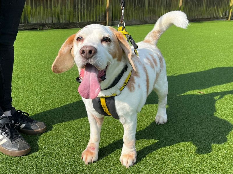 undefined | Beagle | undefined - 2