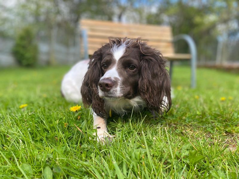 Millie | Spaniel (English Springer) | Cumbria - 1