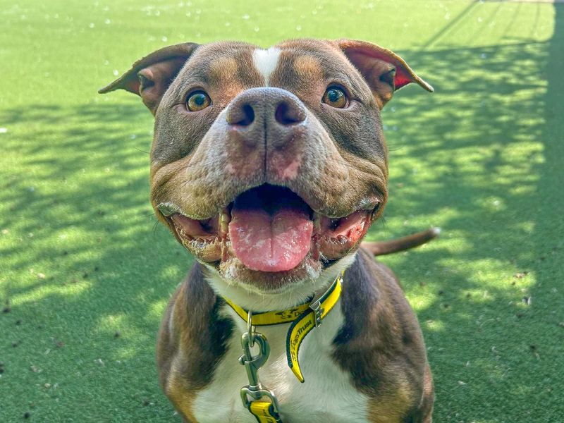 Ty | American Bully Pocket | Basildon (Essex) - 1