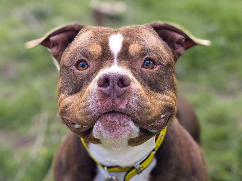 Ty | American Bully Pocket | Basildon (Essex) - 1