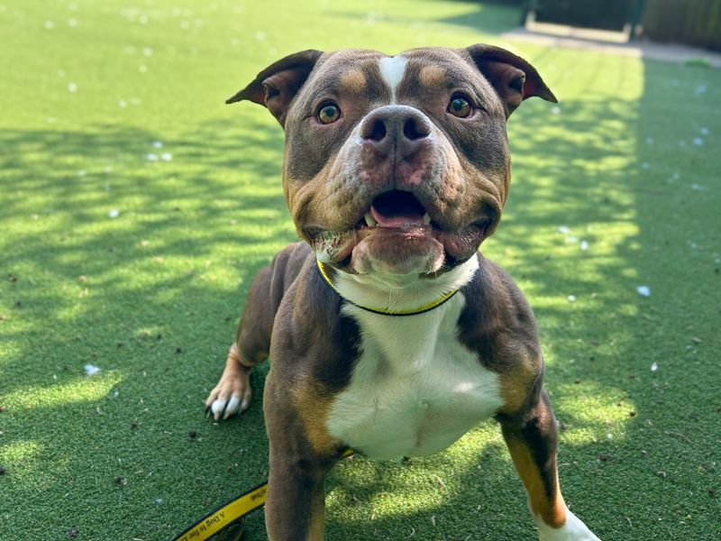 Ty | American Bully Pocket | Basildon (Essex) - 3