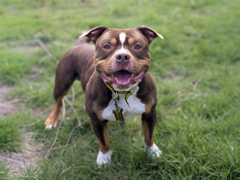 Ty | American Bully Pocket | Basildon (Essex) - 2