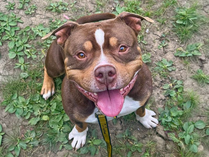 Ty | American Bully Pocket | Basildon (Essex) - 5