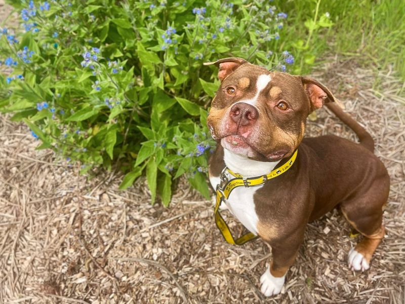 Ty | American Bully Pocket | Basildon (Essex) - 4