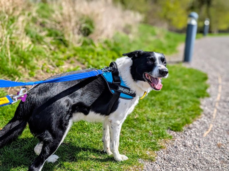 Bryn | Collie (Smooth) | Cardiff - 10