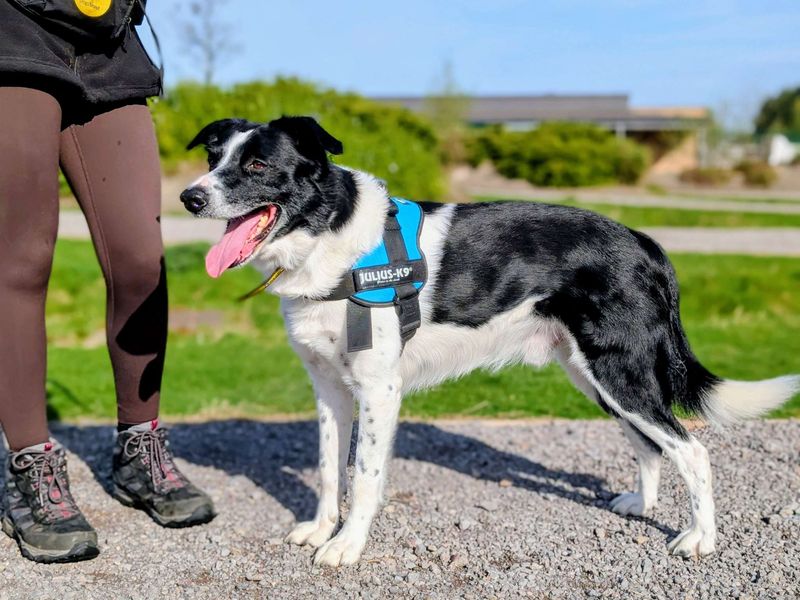 Bryn | Collie (Smooth) | Cardiff - 9