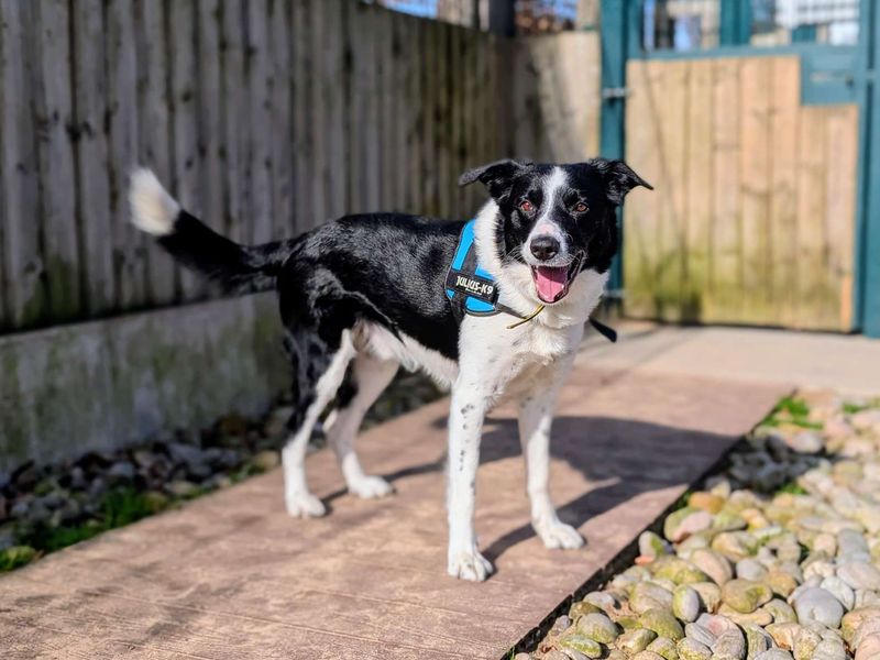 Bryn | Collie (Smooth) | Cardiff - 2