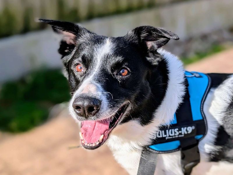 Bryn | Collie (Smooth) | Cardiff - 5