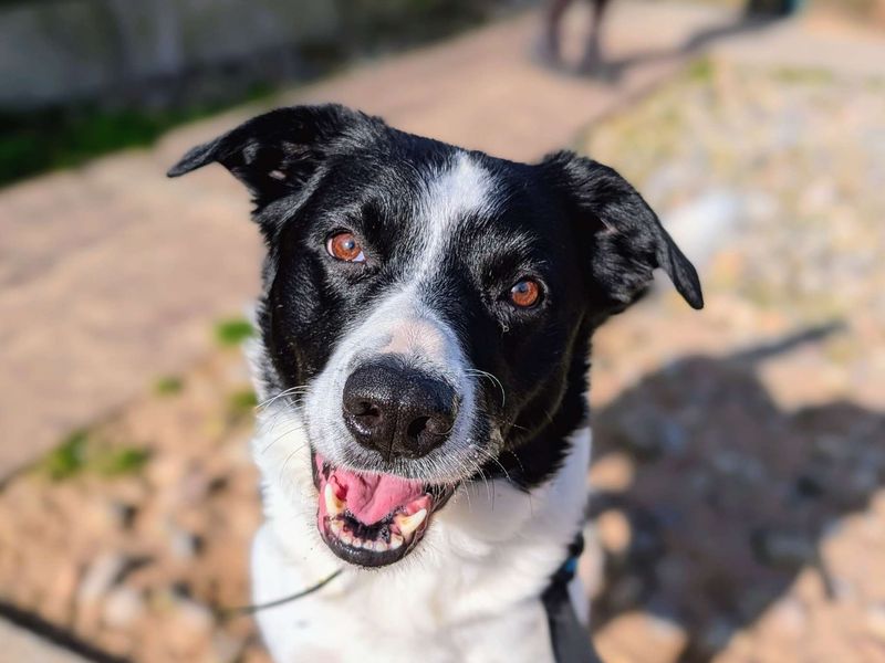 Bryn | Collie (Smooth) | Cardiff - 4