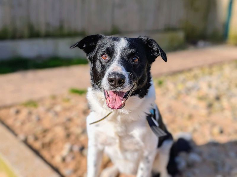 Bryn | Collie (Smooth) | Cardiff - 1