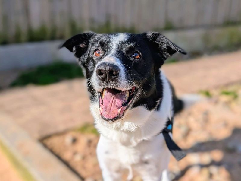 Bryn | Collie (Smooth) | Cardiff - 7
