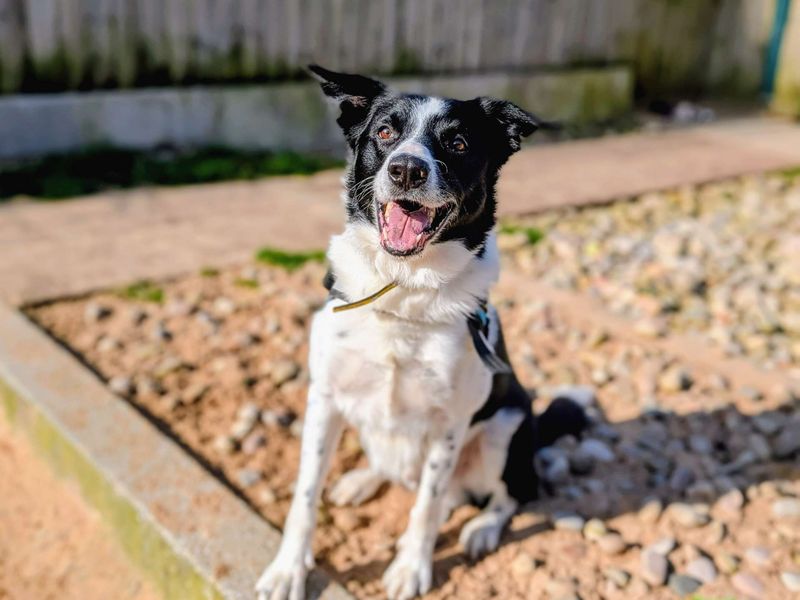 Bryn | Collie (Smooth) | Cardiff - 8