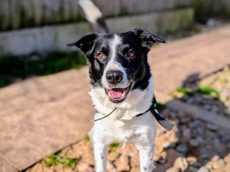Bryn | Collie (Smooth) | Cardiff - 6