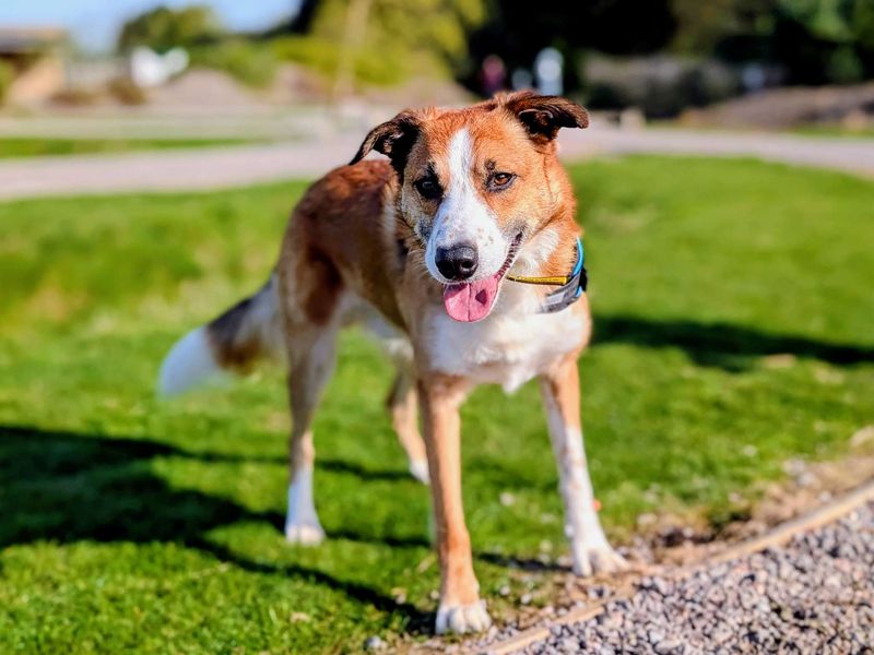 Toast | Collie (Smooth) | Cardiff - 1