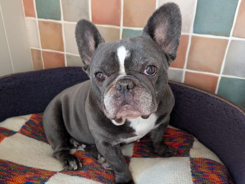 undefined | French Bulldog | undefined - 1