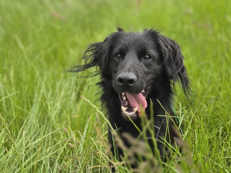 undefined | Spaniel (English Springer) Cross | undefined - 3