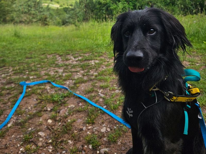 undefined | Spaniel (English Springer) Cross | undefined - 7