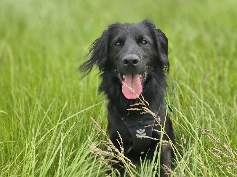 undefined | Spaniel (English Springer) Cross | undefined - 8