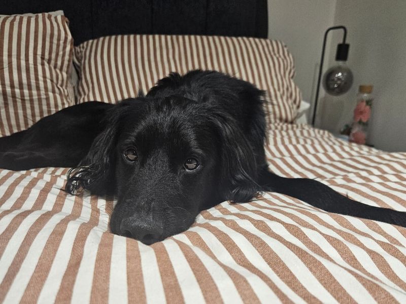 Cocker Spaniel Dogs And Puppies For Adoption