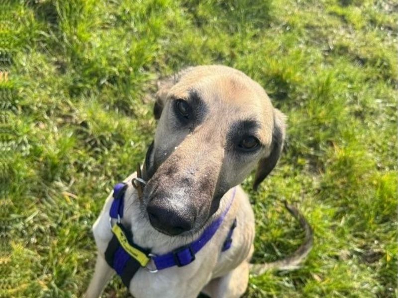 Shilo | Lurcher | Shrewsbury (Shropshire) - 1