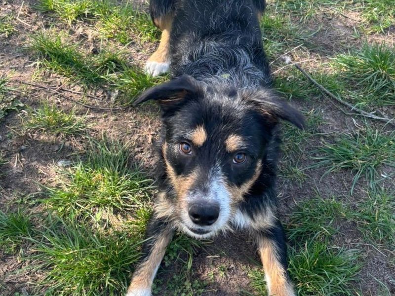 undefined | Collie (Border) Cross | undefined - 3
