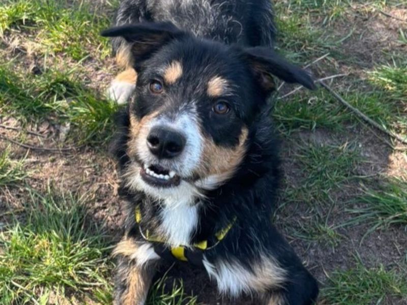 undefined | Collie (Border) Cross | undefined - 5