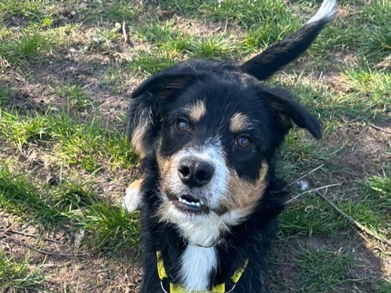 undefined | Collie (Border) Cross | undefined - 1