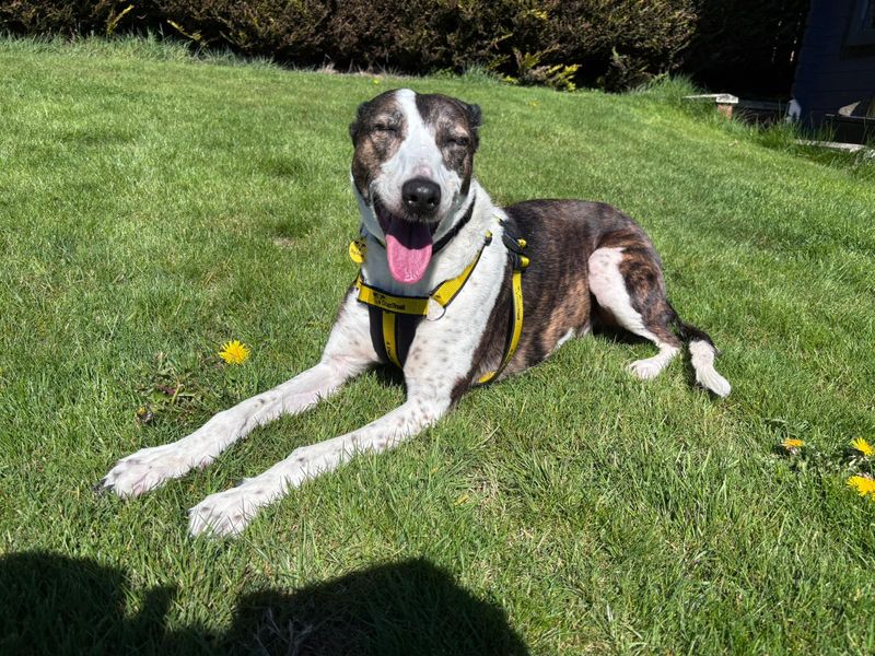 Lassie Longlegs | Lurcher | Dundee - 1