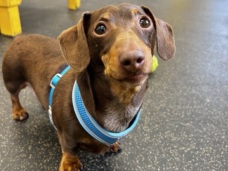 Dachshund Dogs And Puppies For Adoption