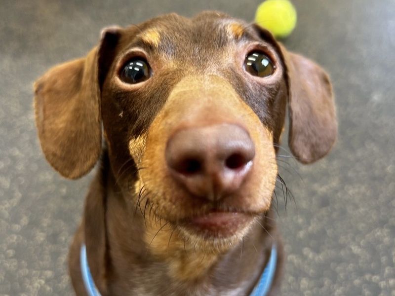 Basil - Image 2 of 2