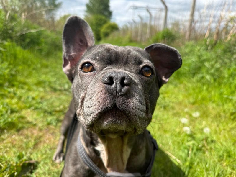 Mallow | French Bulldog Cross | Glasgow - 1