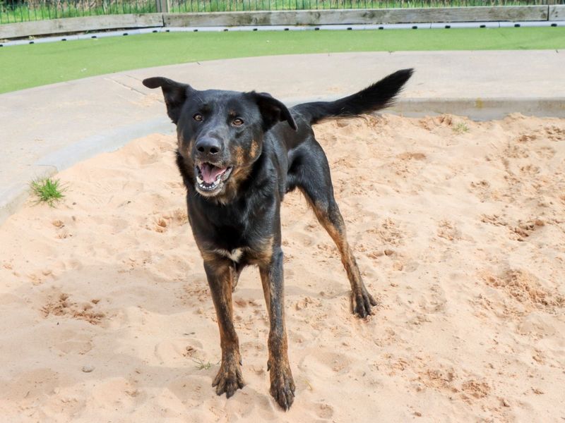 Lestrade - Image 6 of 8