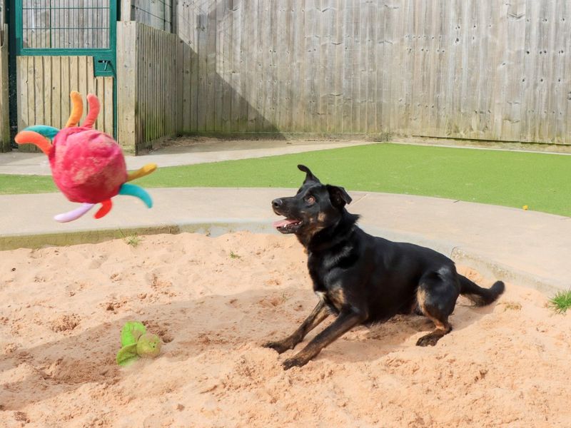 Lestrade - Image 7 of 8