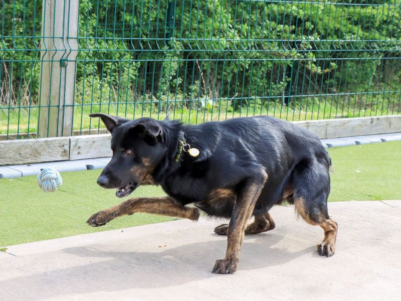 Lestrade - Image 3 of 8