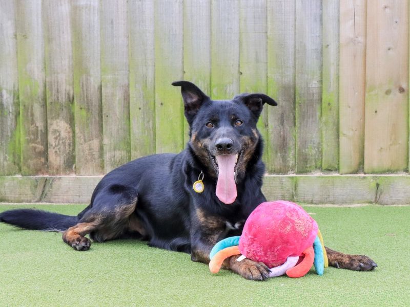 Lestrade | German Shepherd Dog Cross | Evesham (Worcestershire) - 1