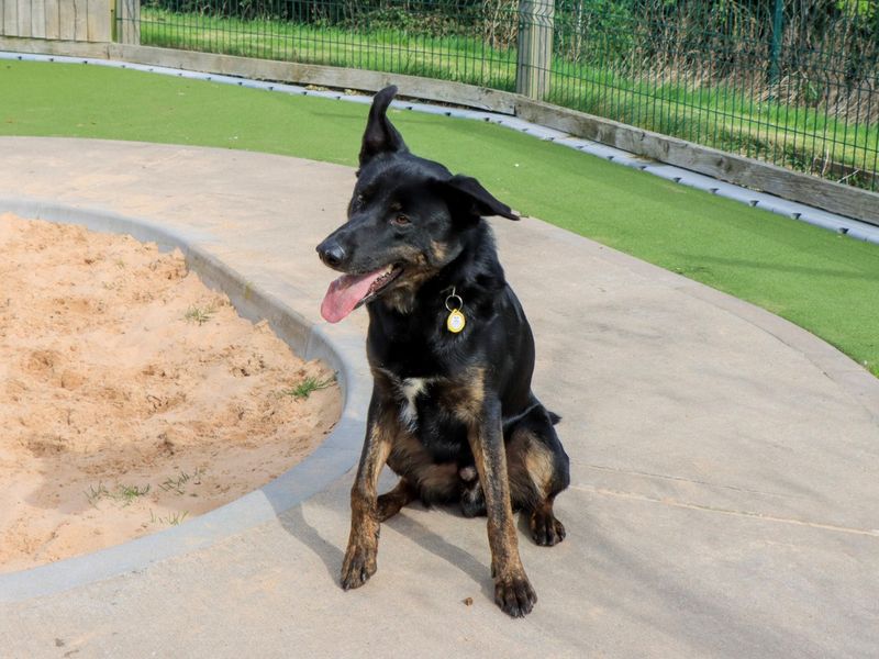German Shepherd Dogs And Puppies For Adoption