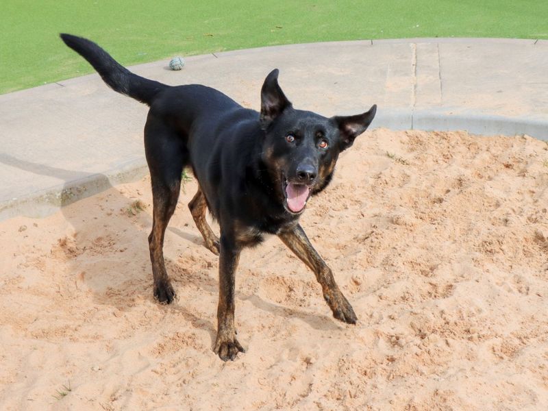 Lestrade - Image 8 of 8