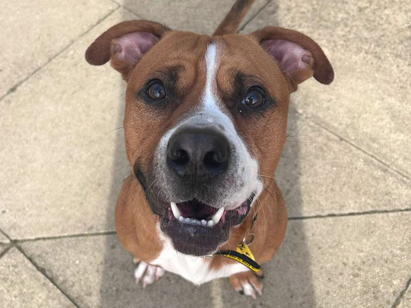 Sherlock - Image 4 of 4