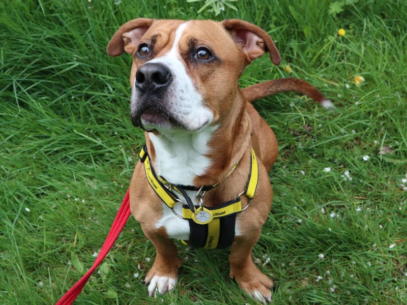 Sherlock - Image 2 of 4