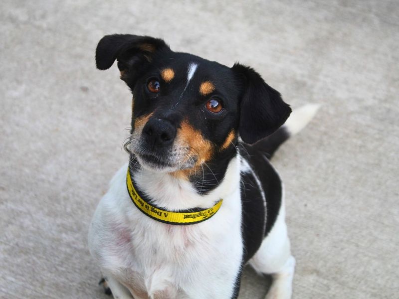 Anna | Terrier (Jack Russell) | Manchester - 2