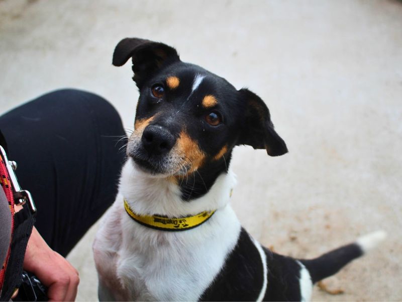 Anna | Terrier (Jack Russell) | Manchester - 3