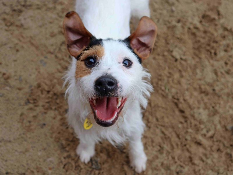 Woody | Terrier (Parson Russell) | Glasgow - 3