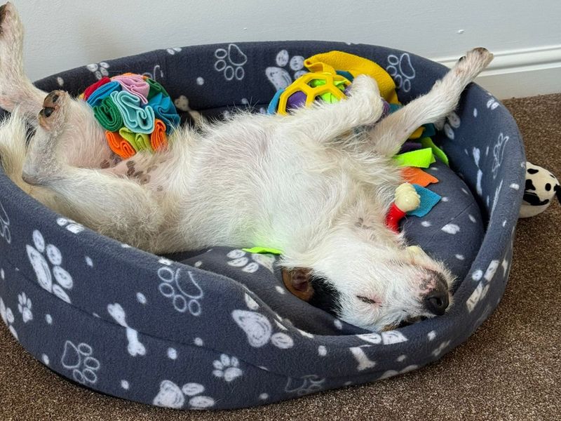 Woody | Terrier (Parson Russell) | Glasgow - 4