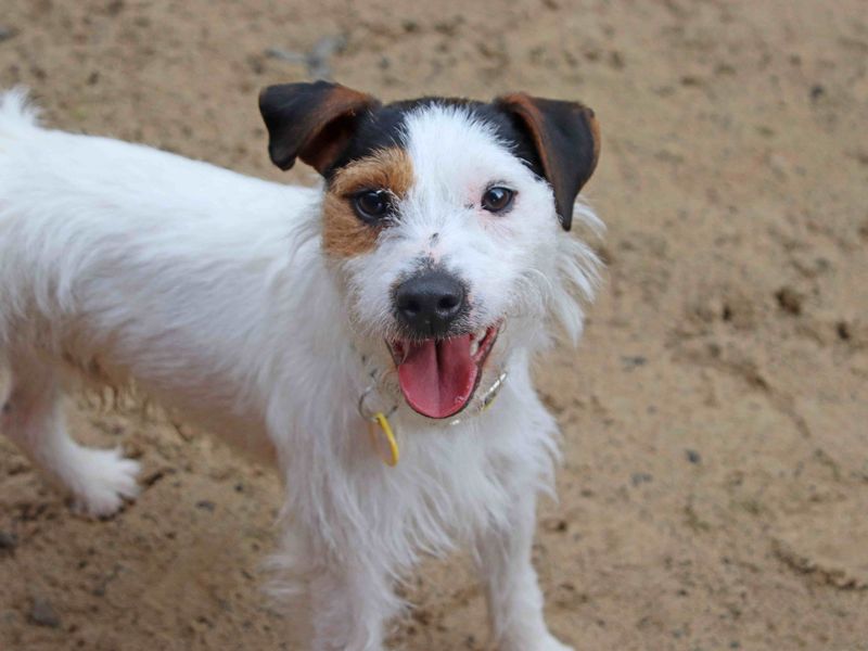 Woody | Terrier (Parson Russell) | Glasgow - 5