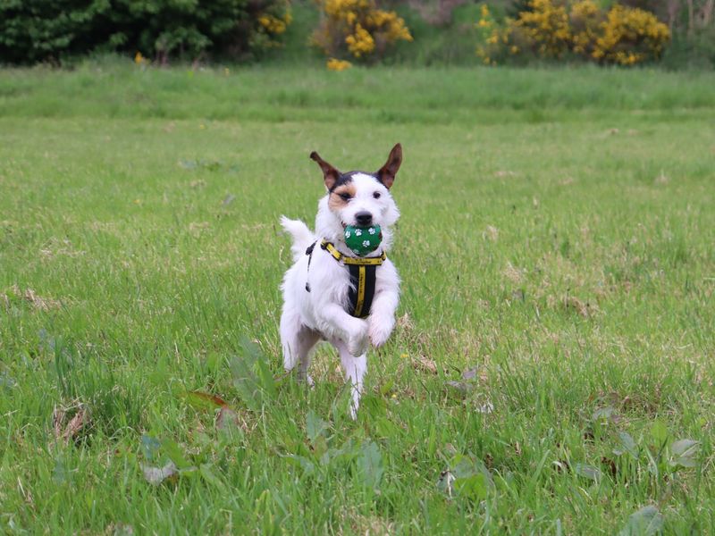 Woody | Terrier (Parson Russell) | Glasgow - 1