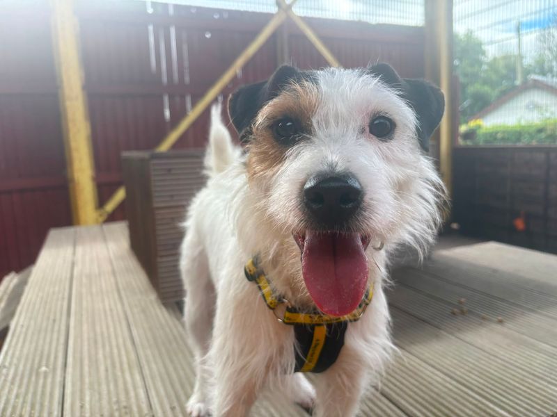 Woody | Terrier (Parson Russell) | Glasgow - 2