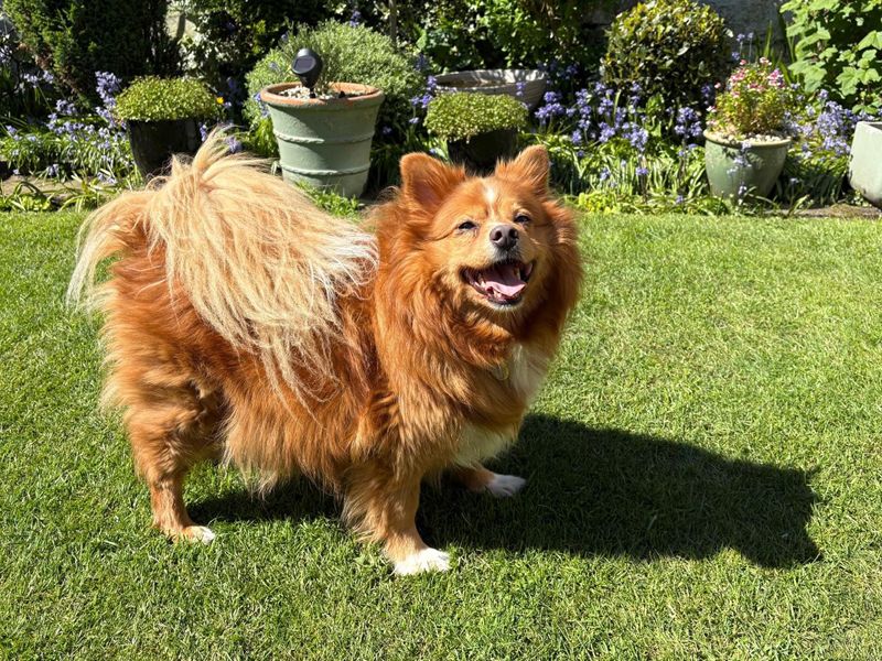 undefined | Crossbreed | undefined - 1