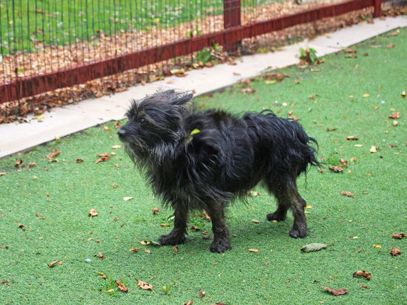 undefined | Terrier (Cairn) Cross | undefined - 3